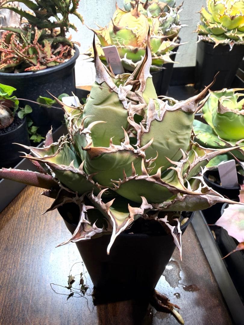 アガベ チタノタ オアハカ 子株2つ　植え替えまでの特別価格！