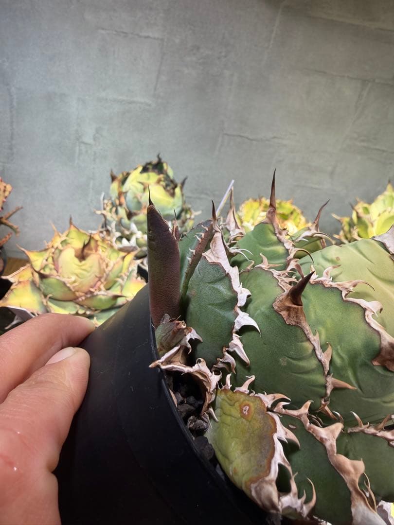 アガベ チタノタ オアハカ 子株2つ　植え替えまでの特別価格！