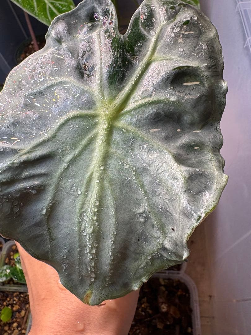 アロカシア　ヴェノムの株