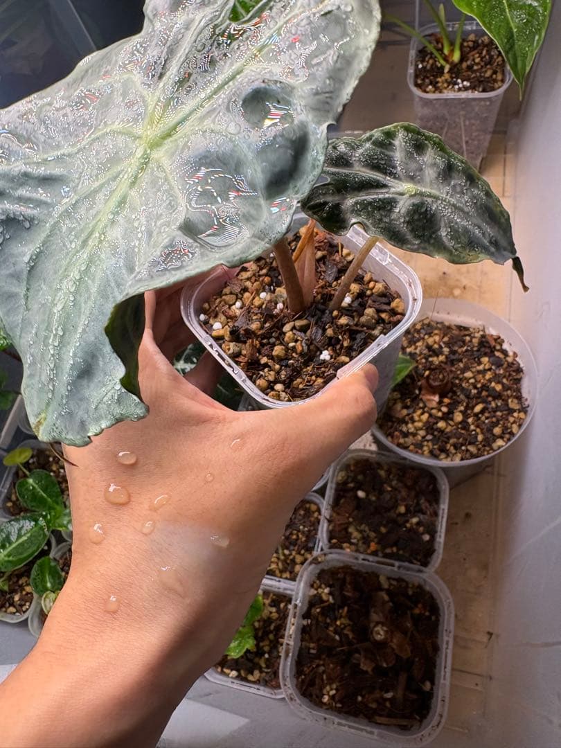 アロカシア　ヴェノムの株