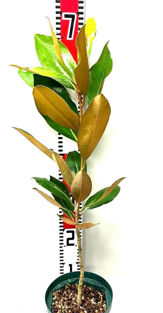 15. リトルジェム マグノリア 泰山木 タイサンボク 苗 苗木 小型品種