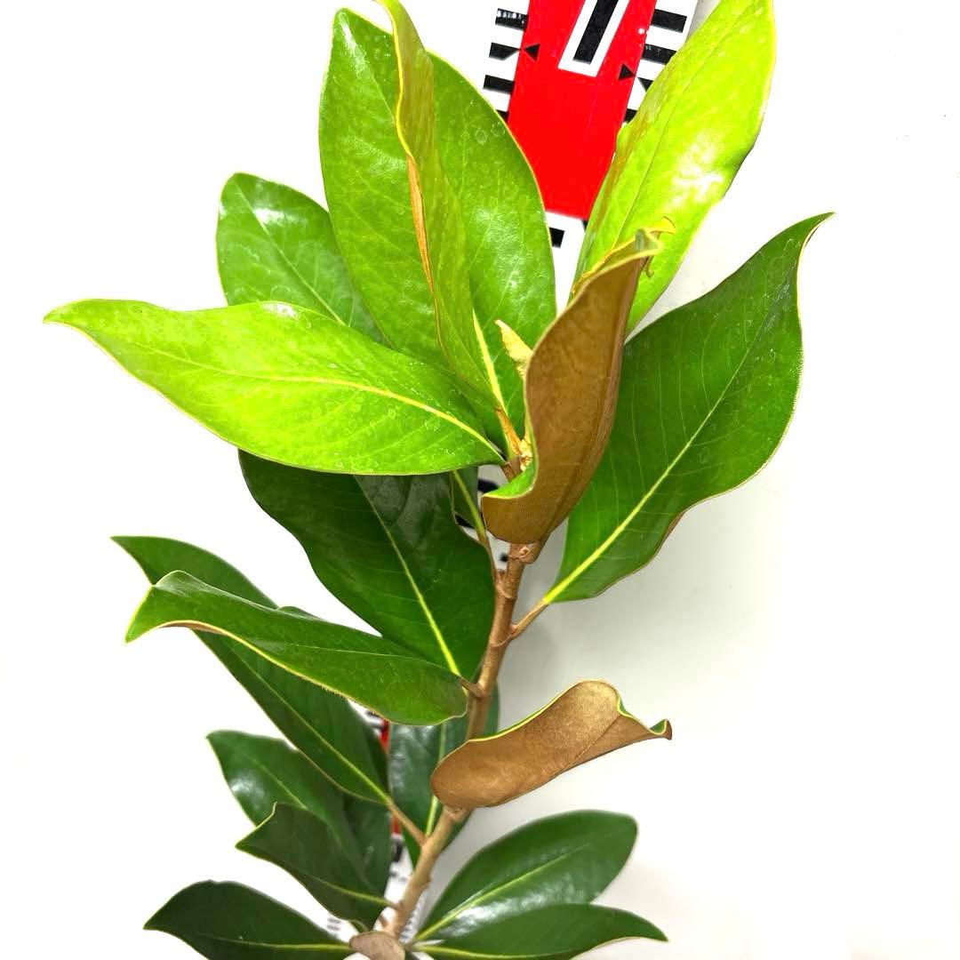 15. リトルジェム マグノリア 泰山木 タイサンボク 苗 苗木 小型品種