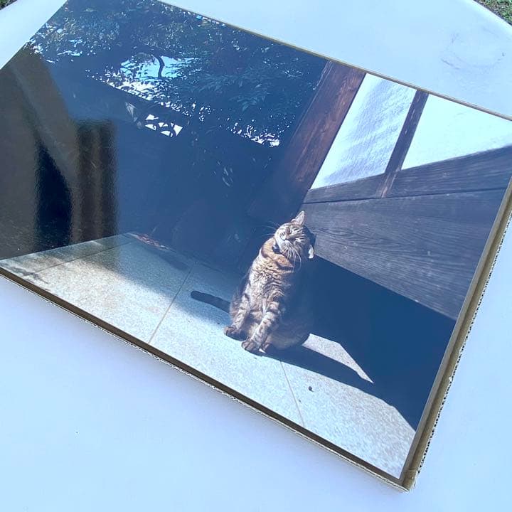 【希少】岩合光照さん　猫写真パネル！