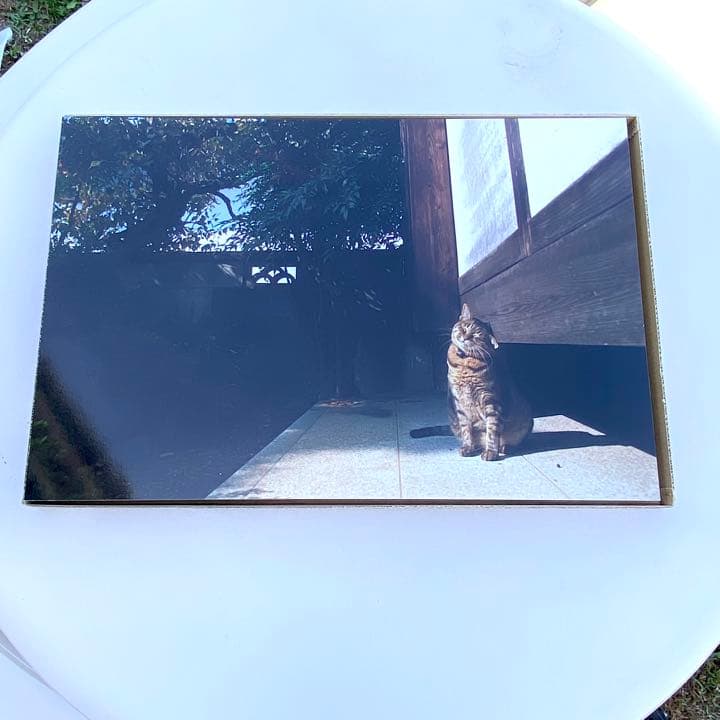 【希少】岩合光照さん　猫写真パネル！