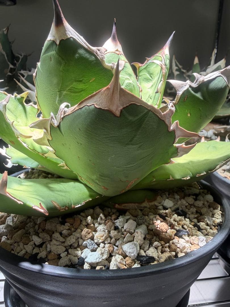 アガベ オアハカ　オテロイ　oaxaca oteroi