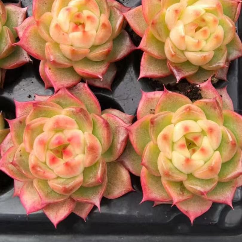 Top【選抜株】多肉植物　23496クィーンHyb 105個　プラグトレー苗