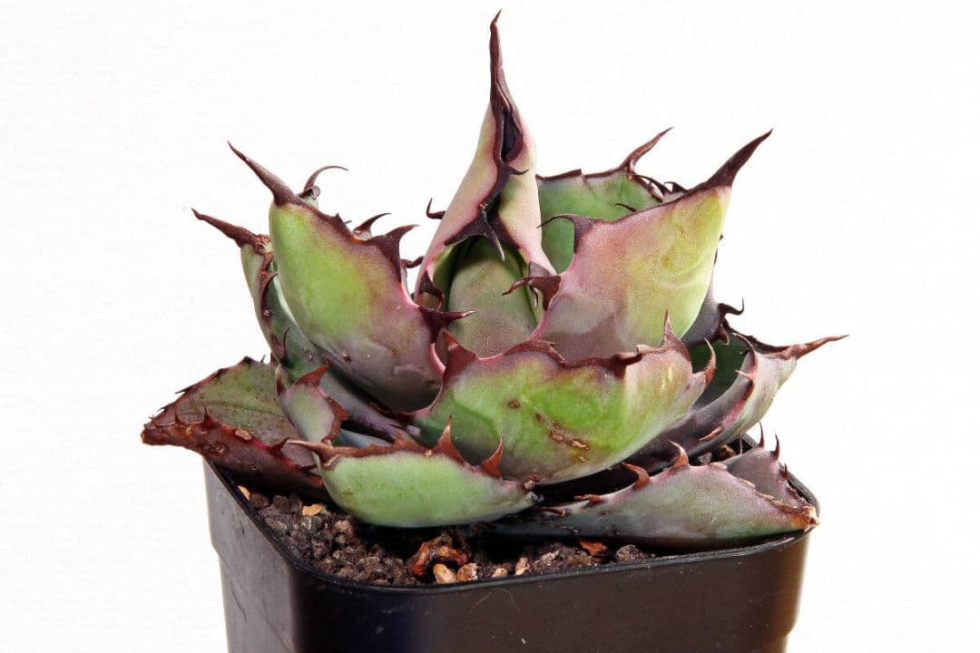 貴重種★チタノタ×ブルーグロウ★ハイブリッド★カクタスグリーン産