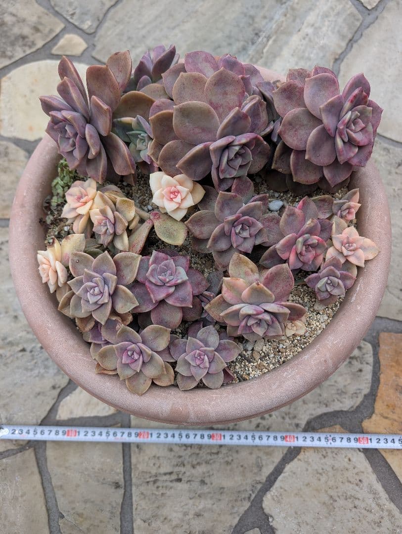 多肉植物　パープルディライト錦　群生