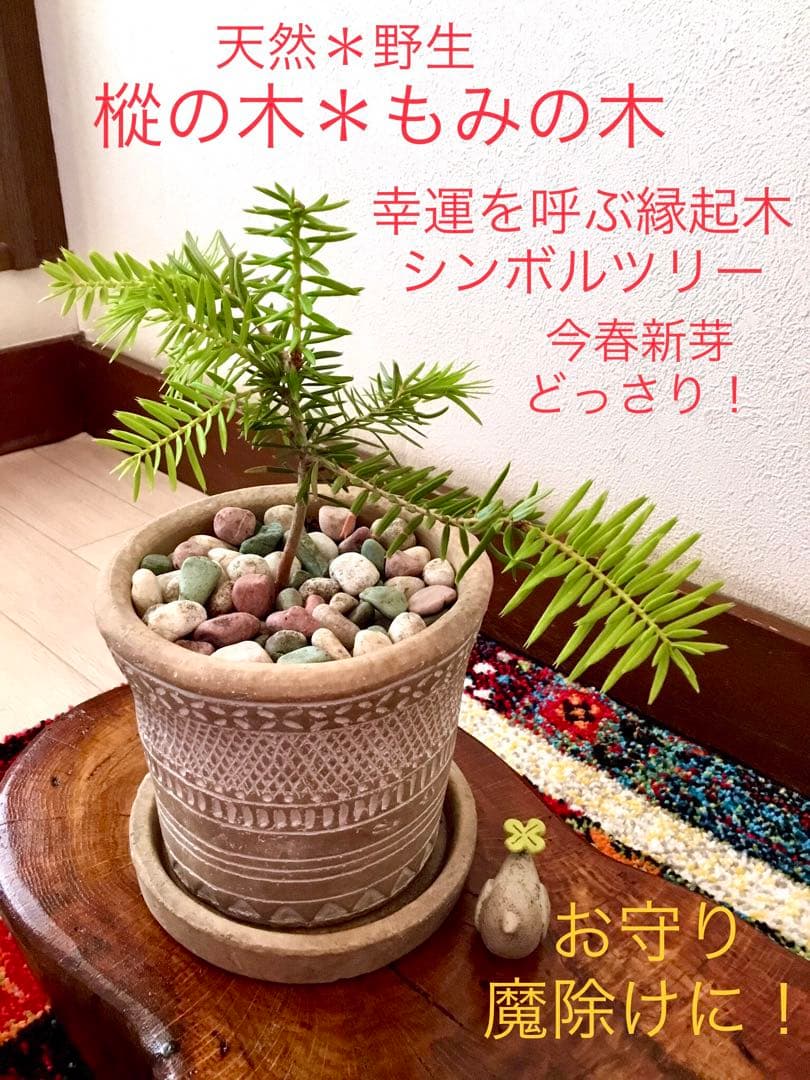 完売　　幸運のお守り＊縁起木【天然野生の森の柊さん/ひいらぎ】インドの鉢植え/大