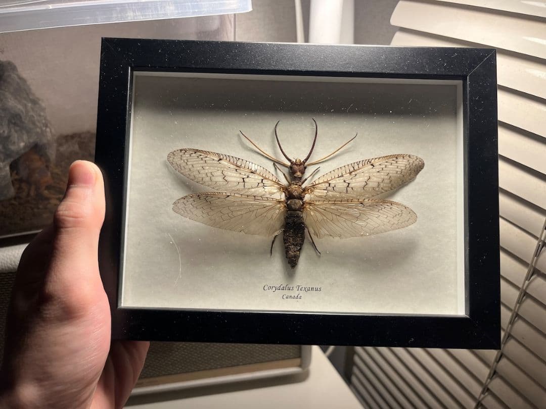 【蜻蛉希少種】オオアゴヘビトンボ ペルー産 奇蟲 タランチュラ ムカデ 標本