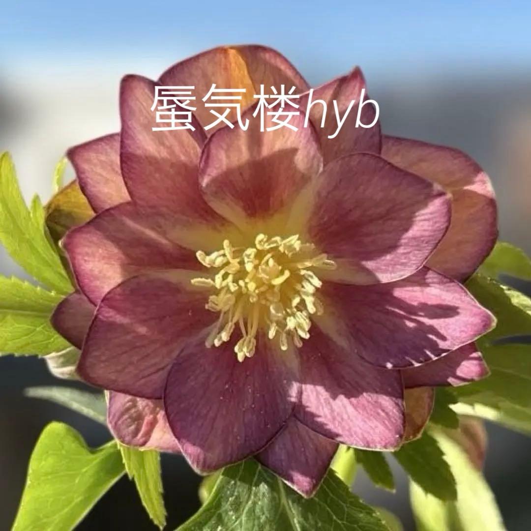 蜃気楼hyb 赤　大木ナーサリー　クリスマスローズ　タグ付き　現品　開花株