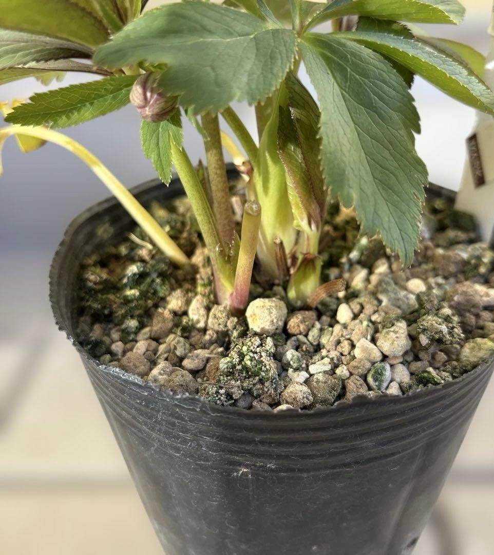 蜃気楼hyb 赤　大木ナーサリー　クリスマスローズ　タグ付き　現品　開花株