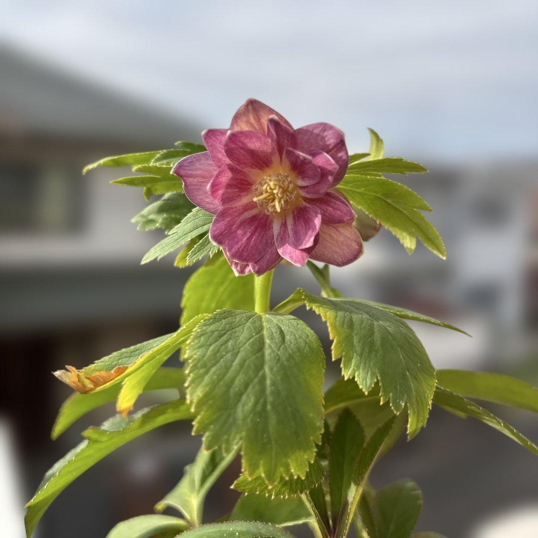 蜃気楼hyb 赤　大木ナーサリー　クリスマスローズ　タグ付き　現品　開花株