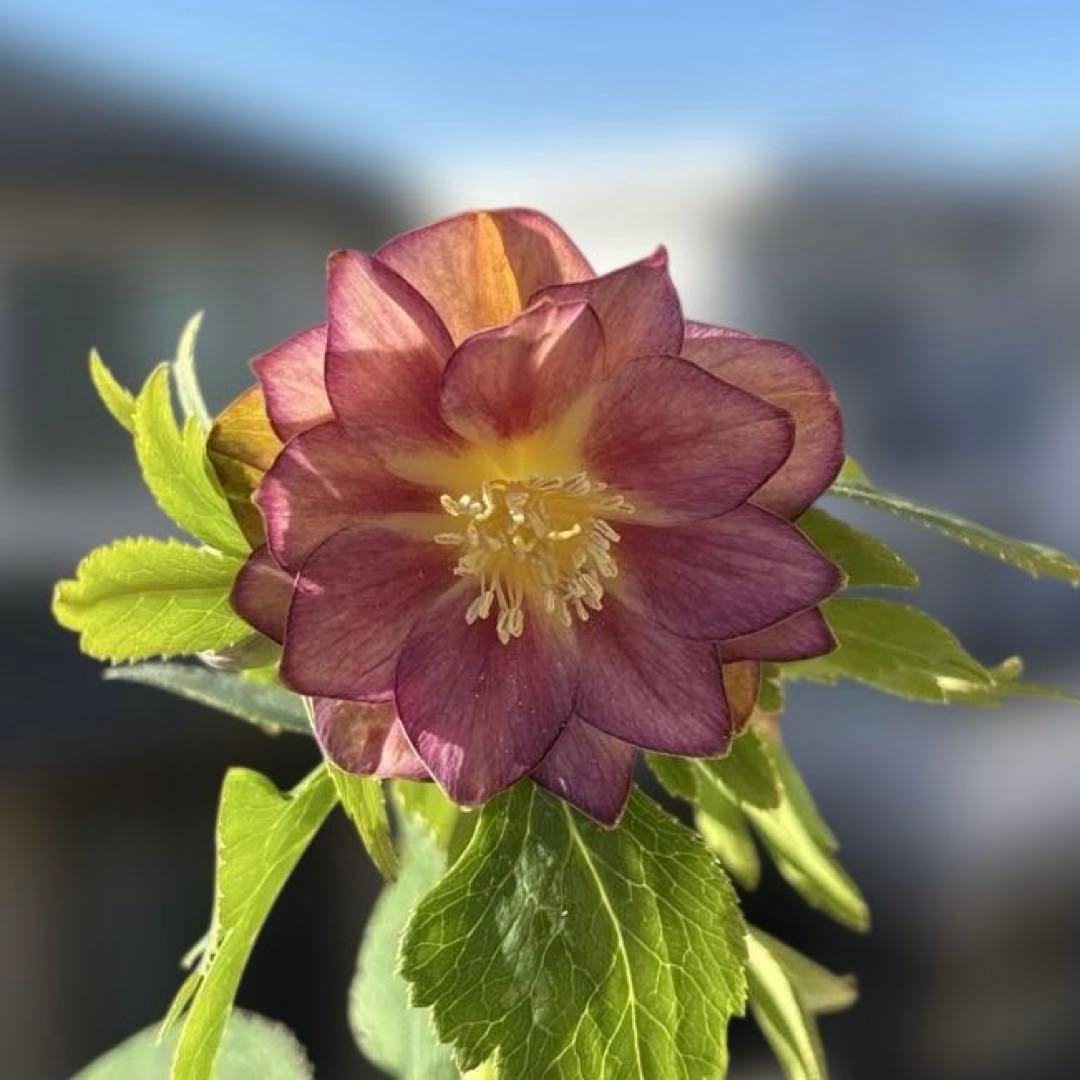 蜃気楼hyb 赤　大木ナーサリー　クリスマスローズ　タグ付き　現品　開花株