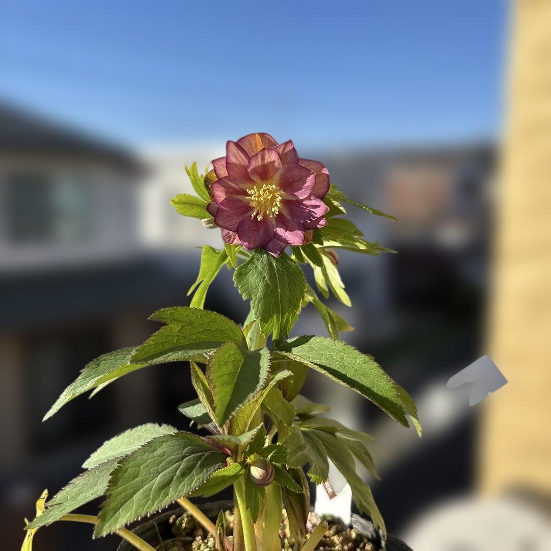 蜃気楼hyb 赤　大木ナーサリー　クリスマスローズ　タグ付き　現品　開花株