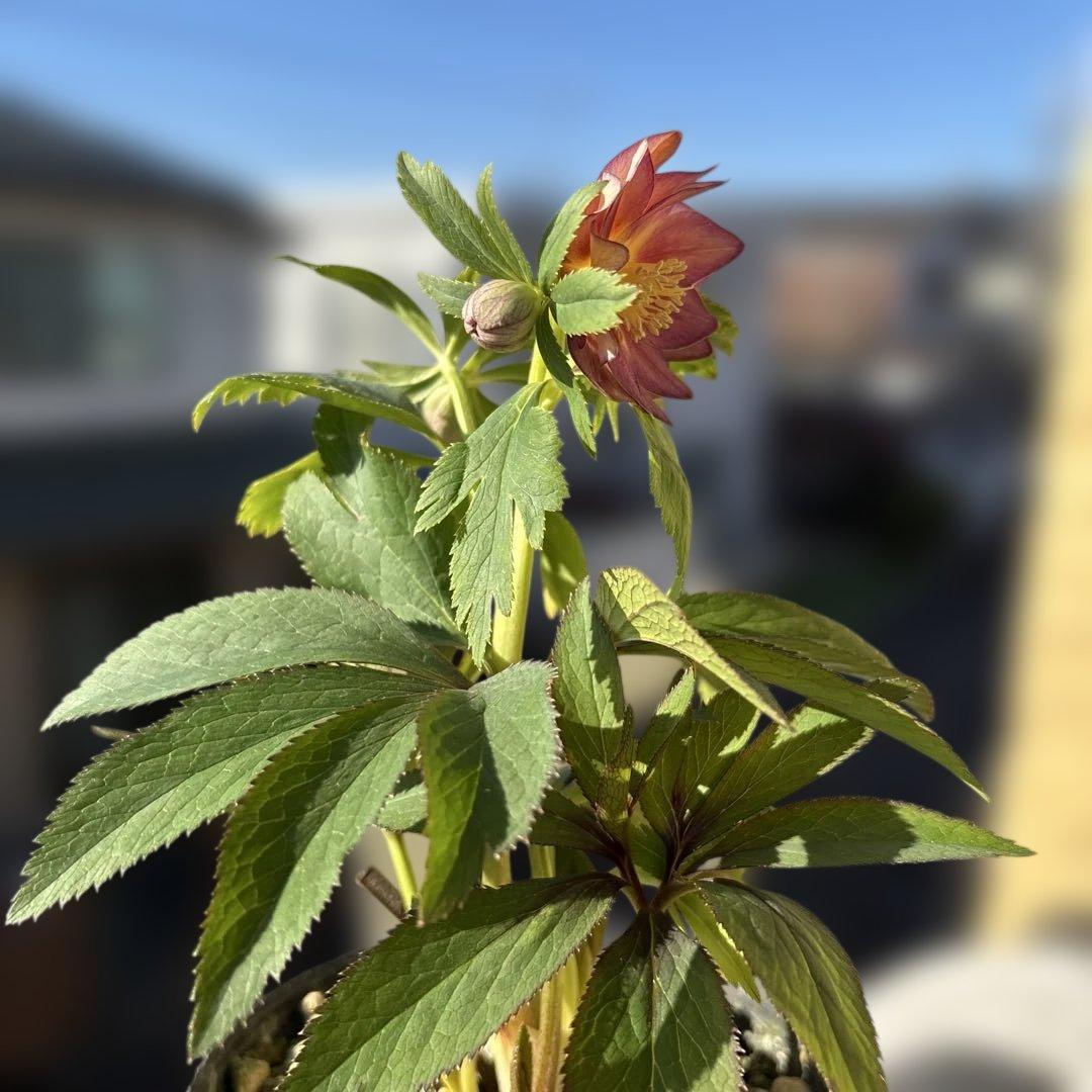 蜃気楼hyb 赤　大木ナーサリー　クリスマスローズ　タグ付き　現品　開花株