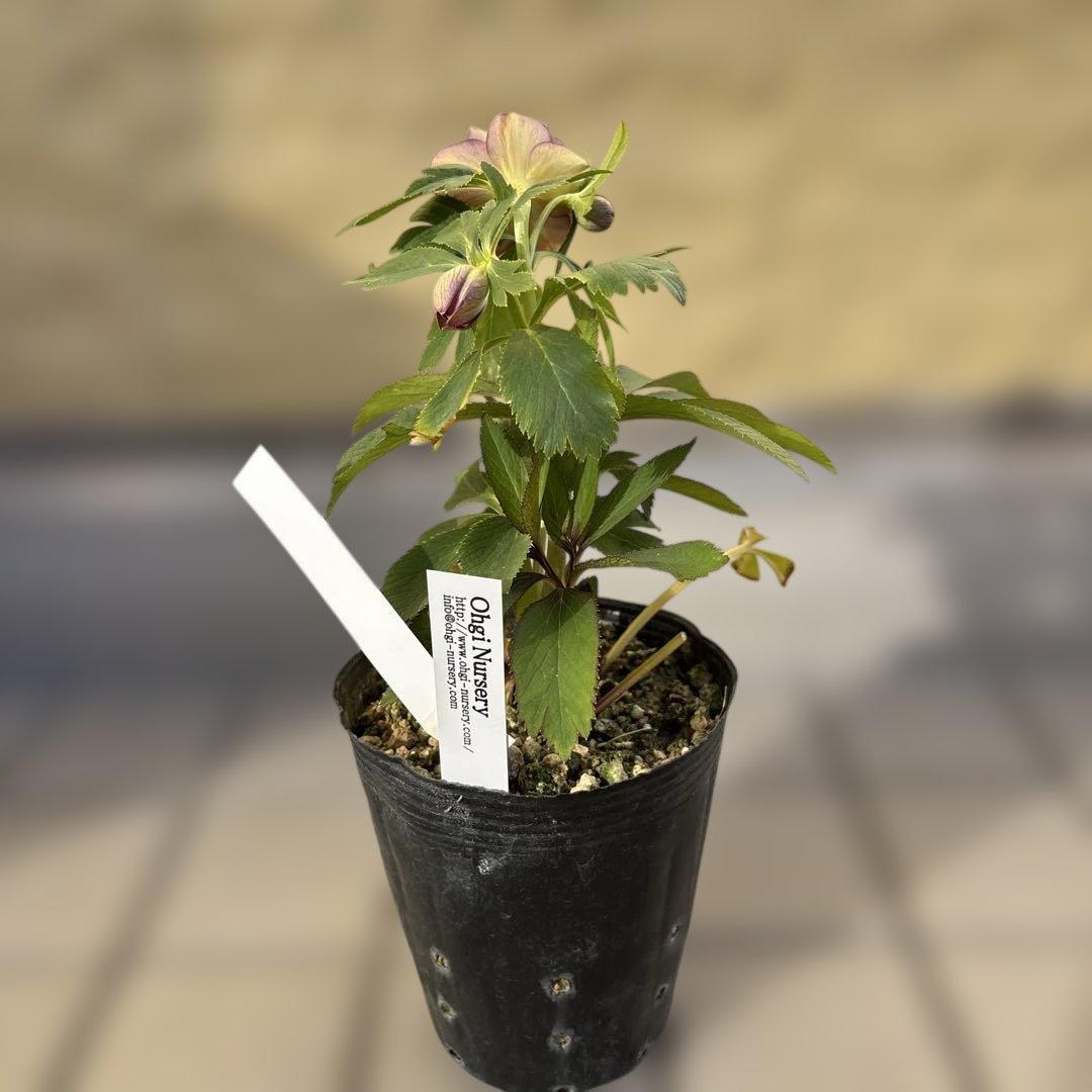 蜃気楼hyb 赤　大木ナーサリー　クリスマスローズ　タグ付き　現品　開花株