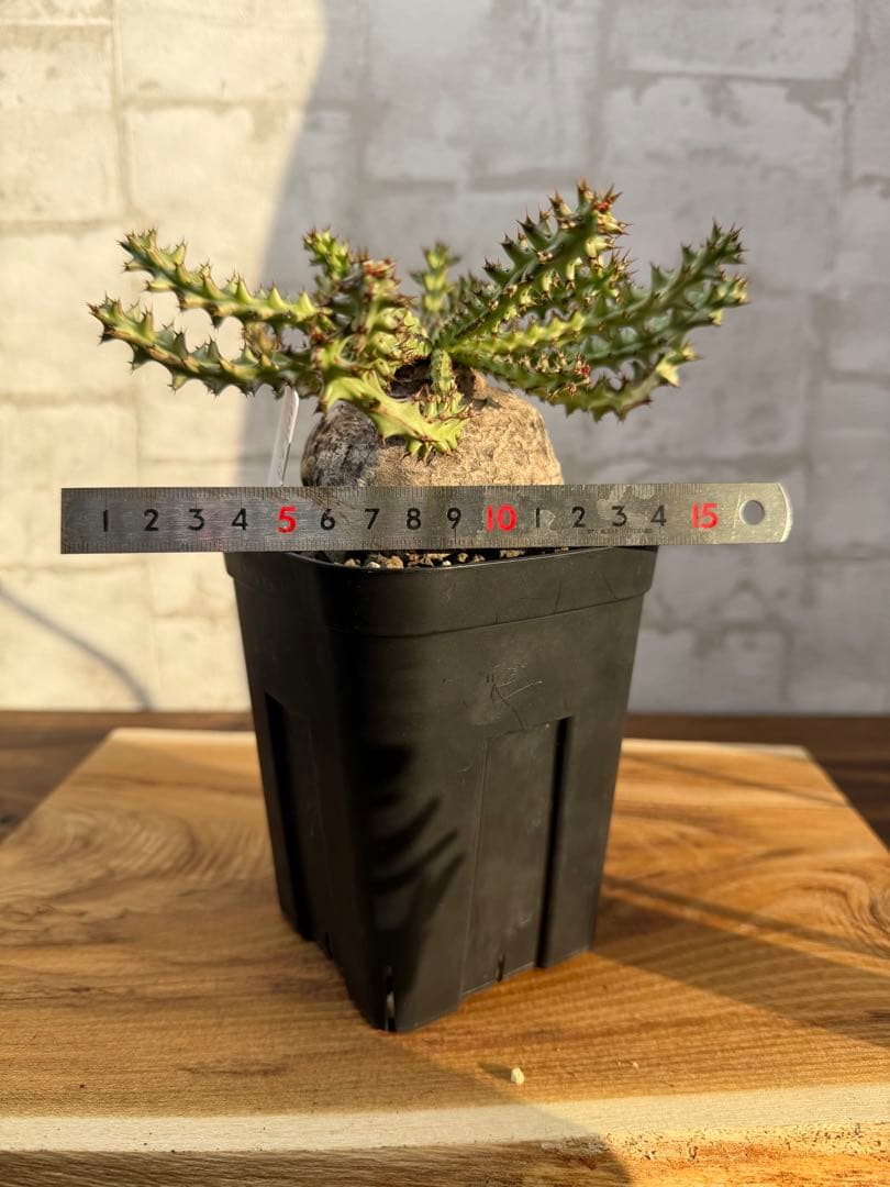 ユーフォルビア　ファンシャウエイ　発根済み