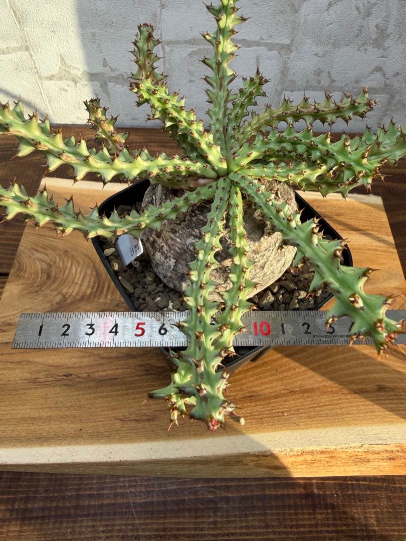 ユーフォルビア　ファンシャウエイ　発根済み