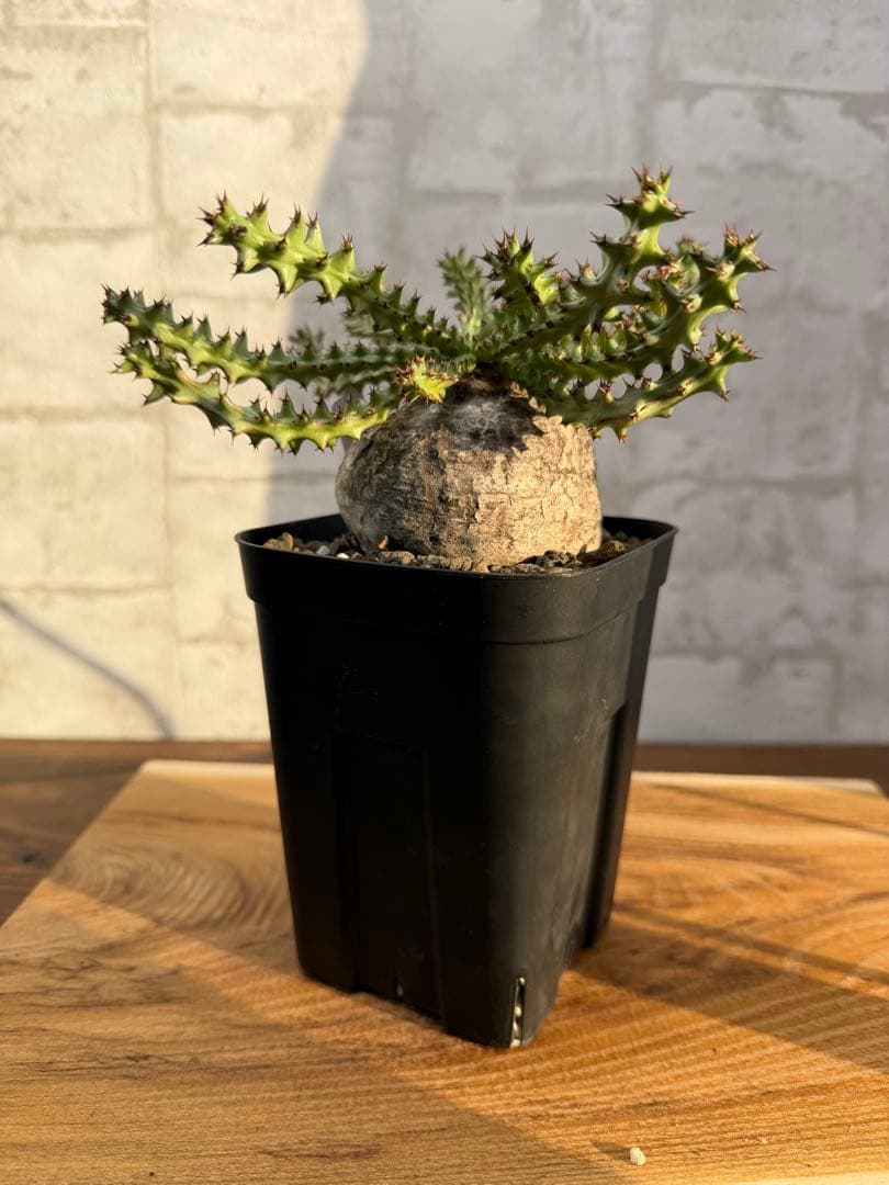 ユーフォルビア　ファンシャウエイ　発根済み