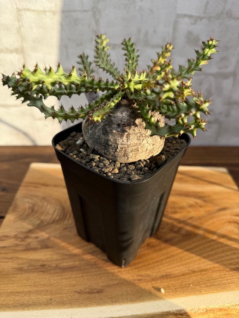 ユーフォルビア　ファンシャウエイ　発根済み