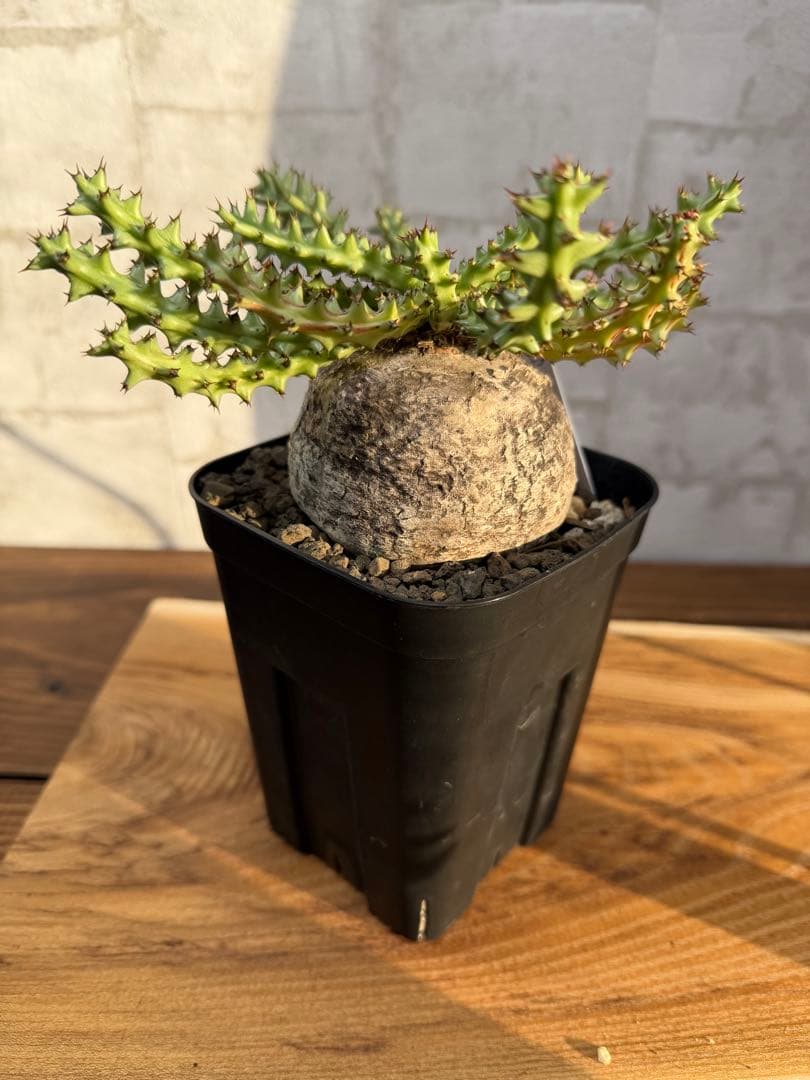 ユーフォルビア　ファンシャウエイ　発根済み