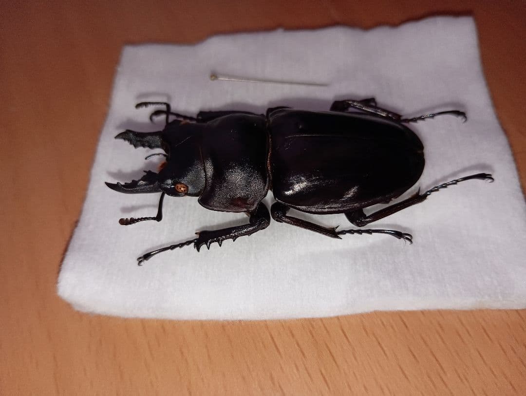 値下げアマミマルバネ（徳之島）♂57ミリ針穴あり