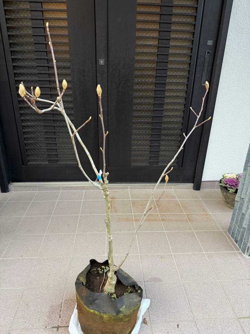 のこのこ　白木蓮 苗木　特大株華やかな芳香