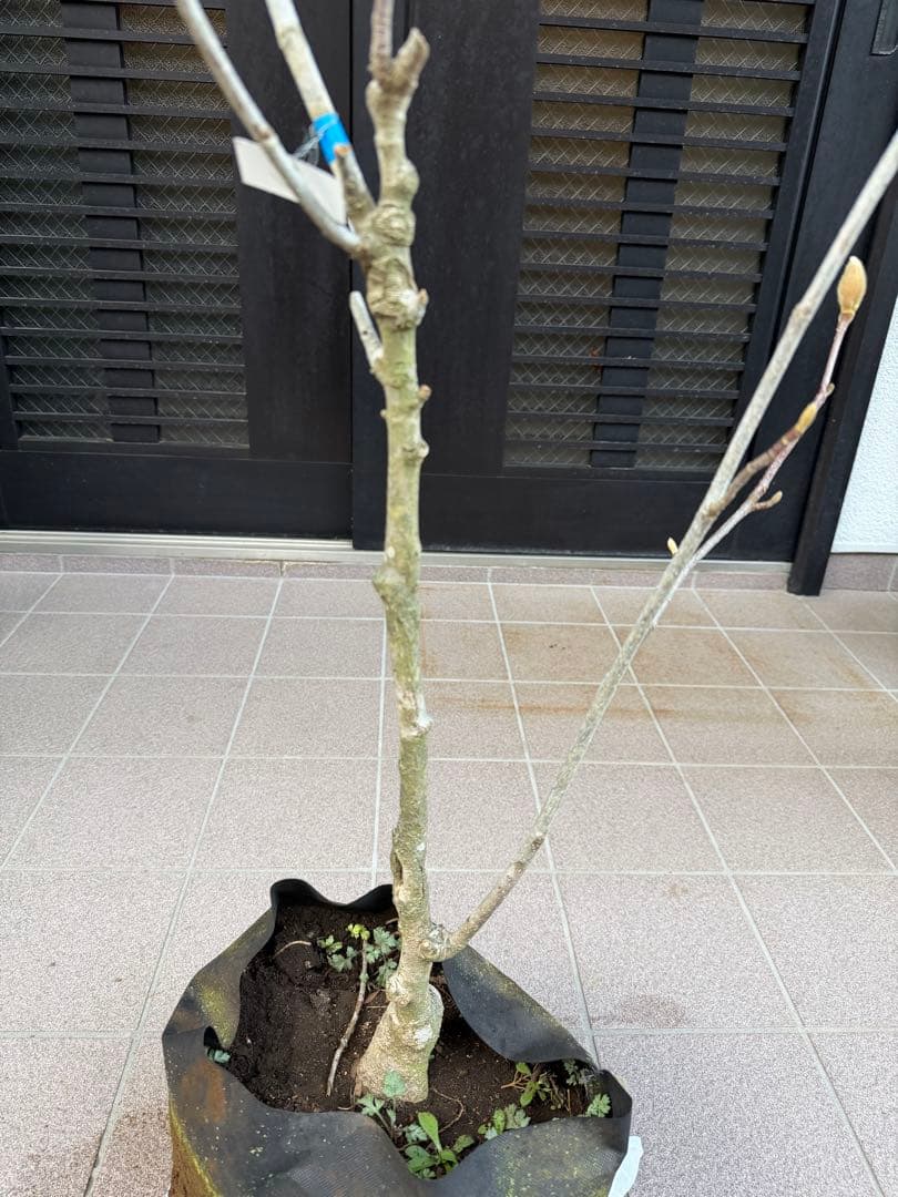 のこのこ　白木蓮 苗木　特大株華やかな芳香