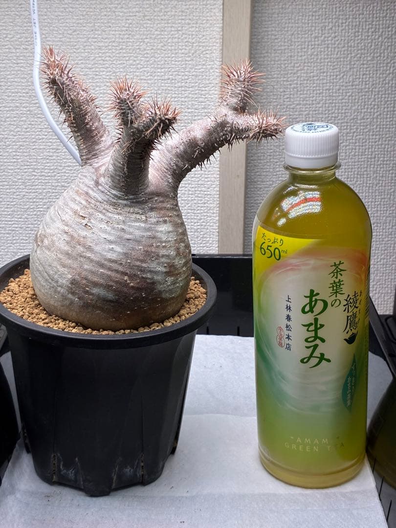 【鉢ごと発送】パキポディウム グラキリス 現地球 発根済み