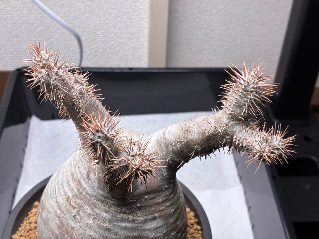 【鉢ごと発送】パキポディウム グラキリス 現地球 発根済み