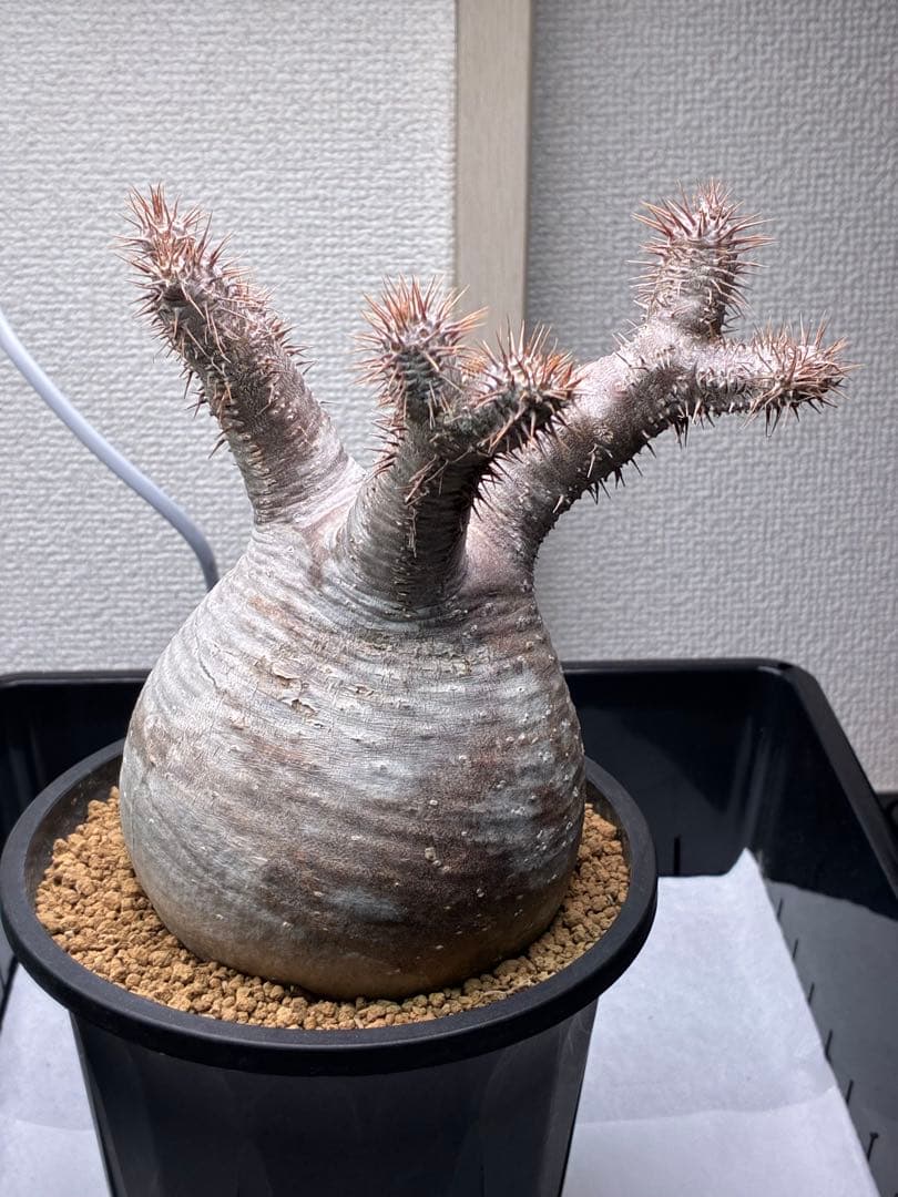 【鉢ごと発送】パキポディウム グラキリス 現地球 発根済み