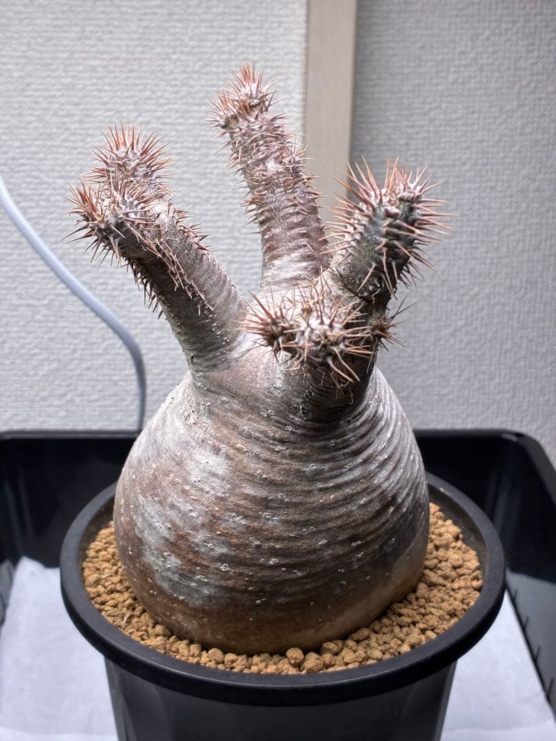 【鉢ごと発送】パキポディウム グラキリス 現地球 発根済み