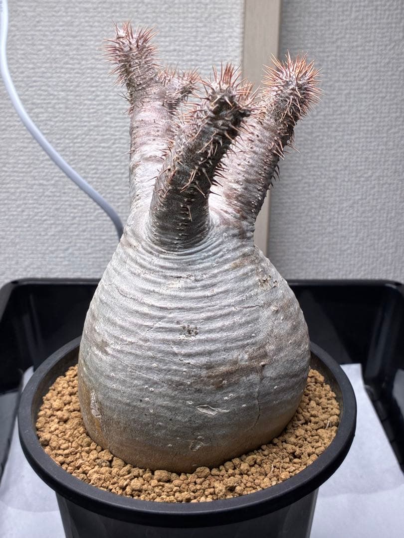 【鉢ごと発送】パキポディウム グラキリス 現地球 発根済み