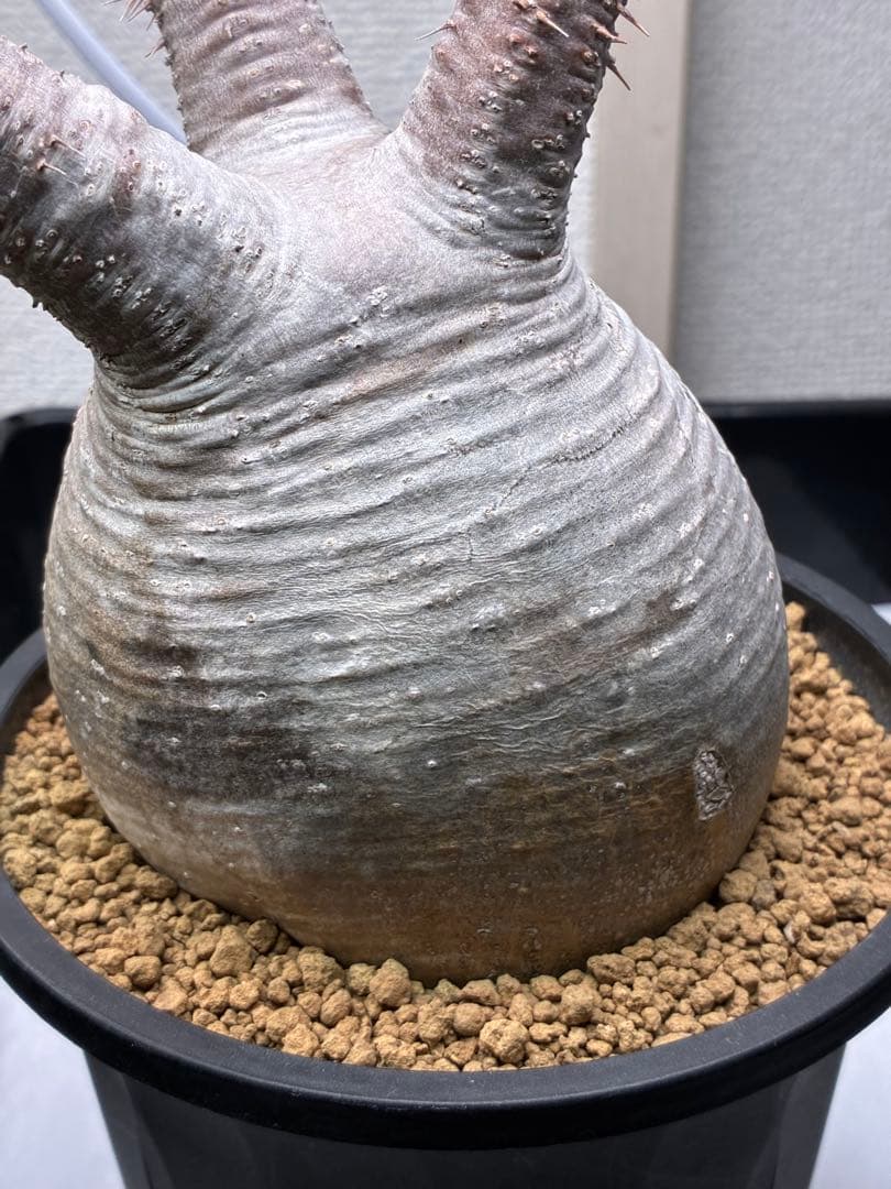 【鉢ごと発送】パキポディウム グラキリス 現地球 発根済み