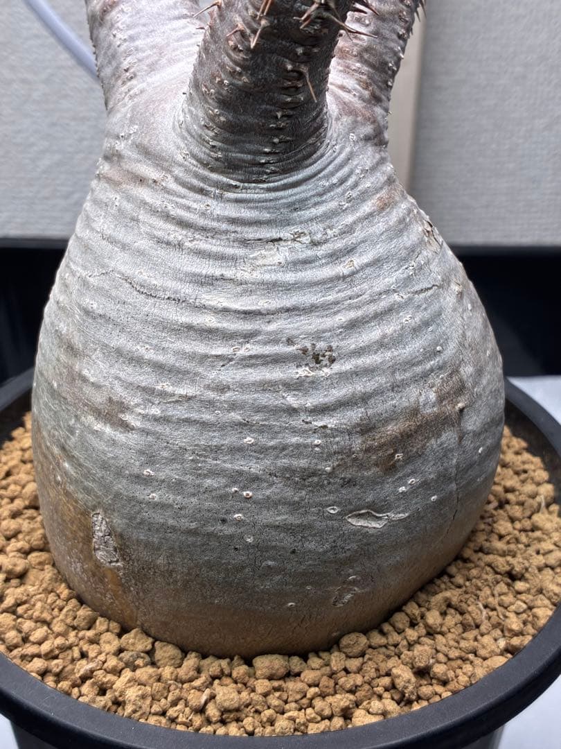 【鉢ごと発送】パキポディウム グラキリス 現地球 発根済み