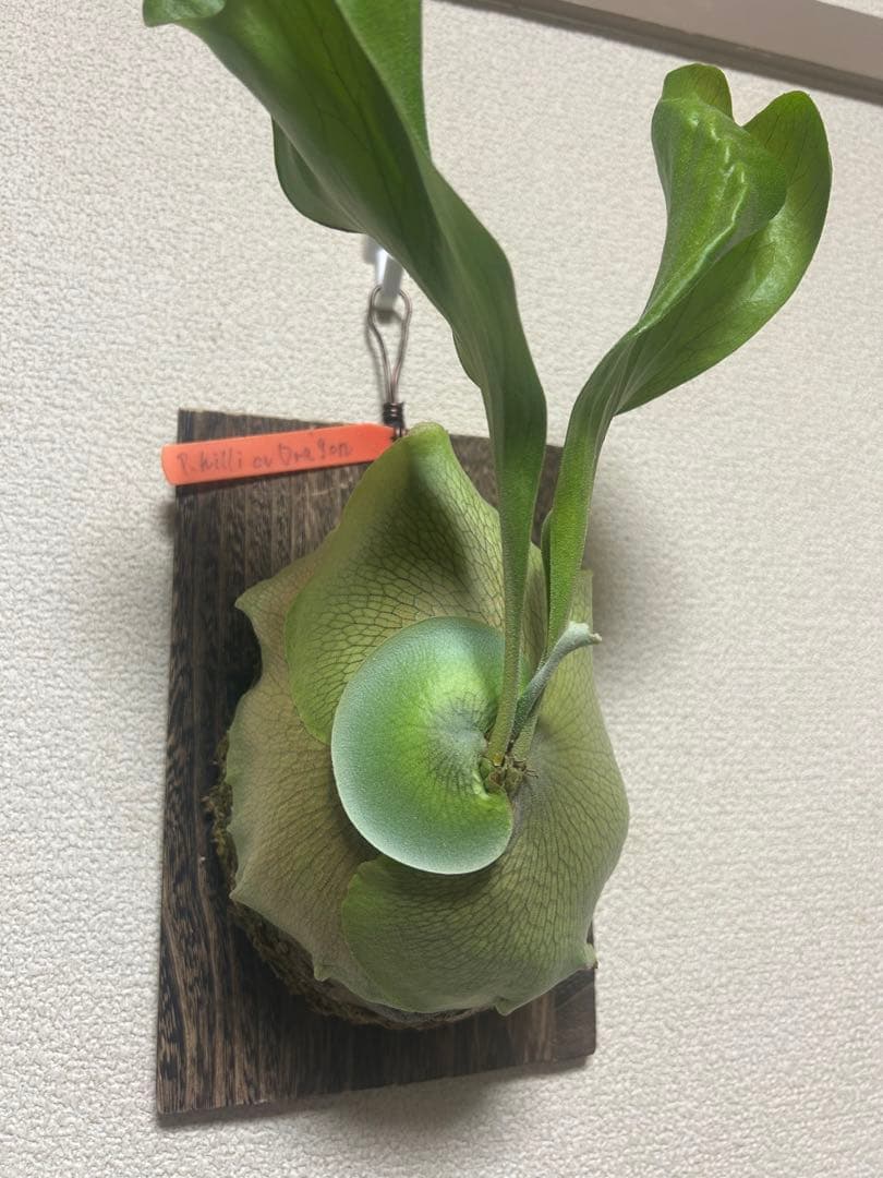 Platycerium hillii cv.Dragon 良形美株 板付