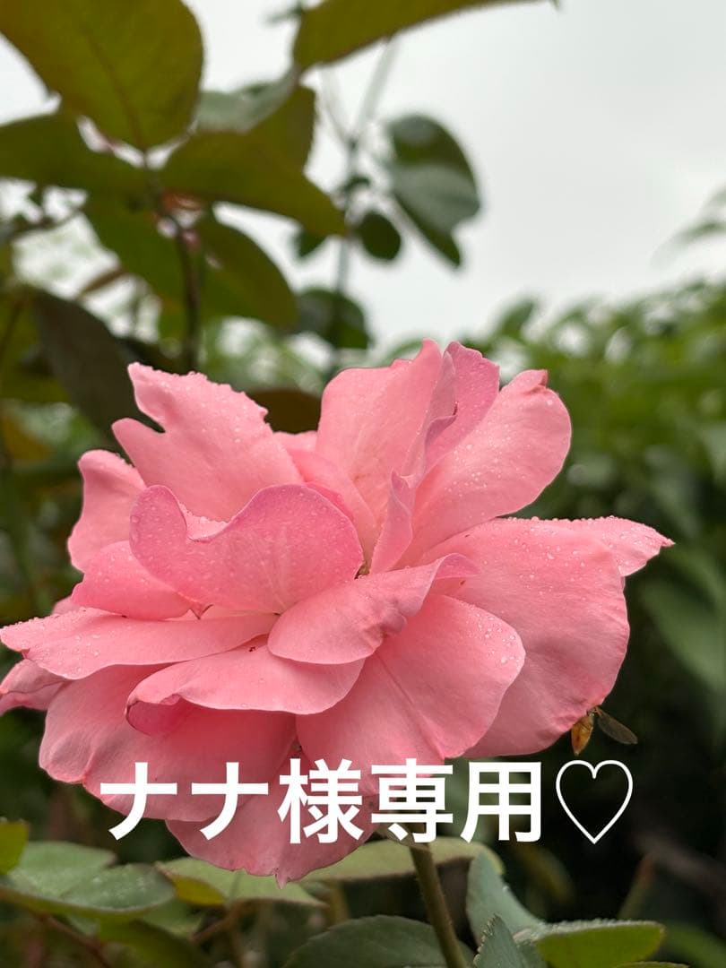 JILL STUART ステンカラーオーバーコート S