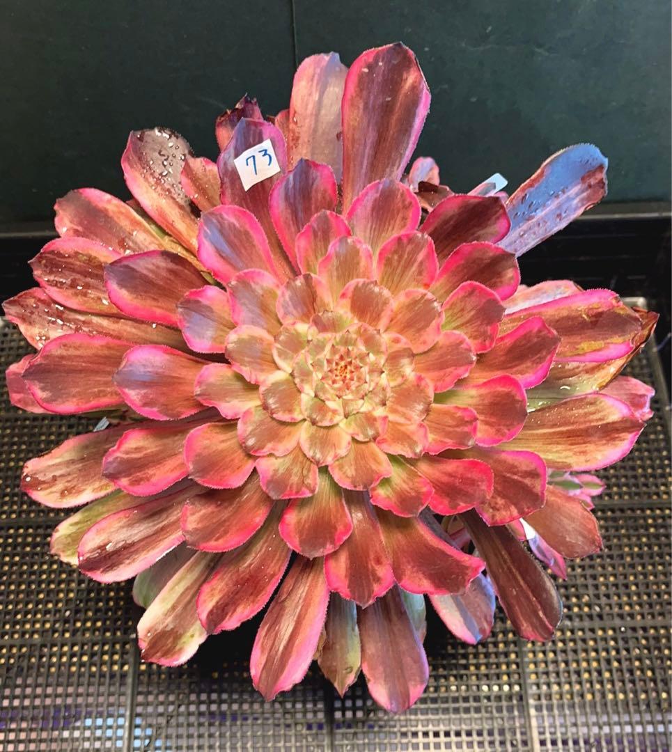 73#多肉植物アエオニウム錦❤️ 雲彩 ❤️1大頭7小頭6-8子芽27cm拨き苗