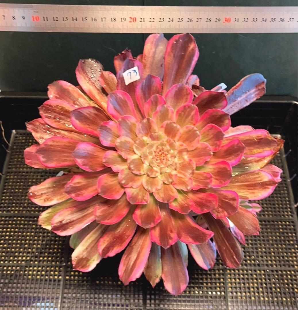 73#多肉植物アエオニウム錦❤️ 雲彩 ❤️1大頭7小頭6-8子芽27cm拨き苗
