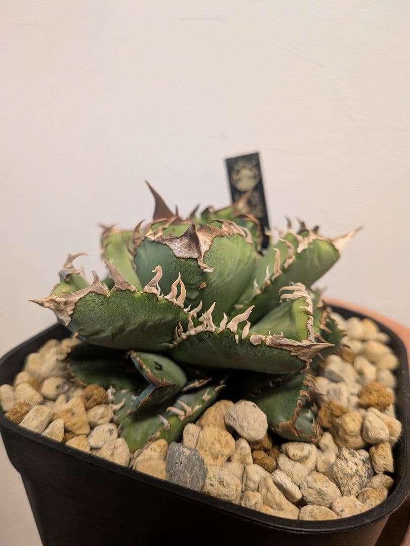 アガベ　皇冠　MFさんのやつです！　子株３つ付きです！