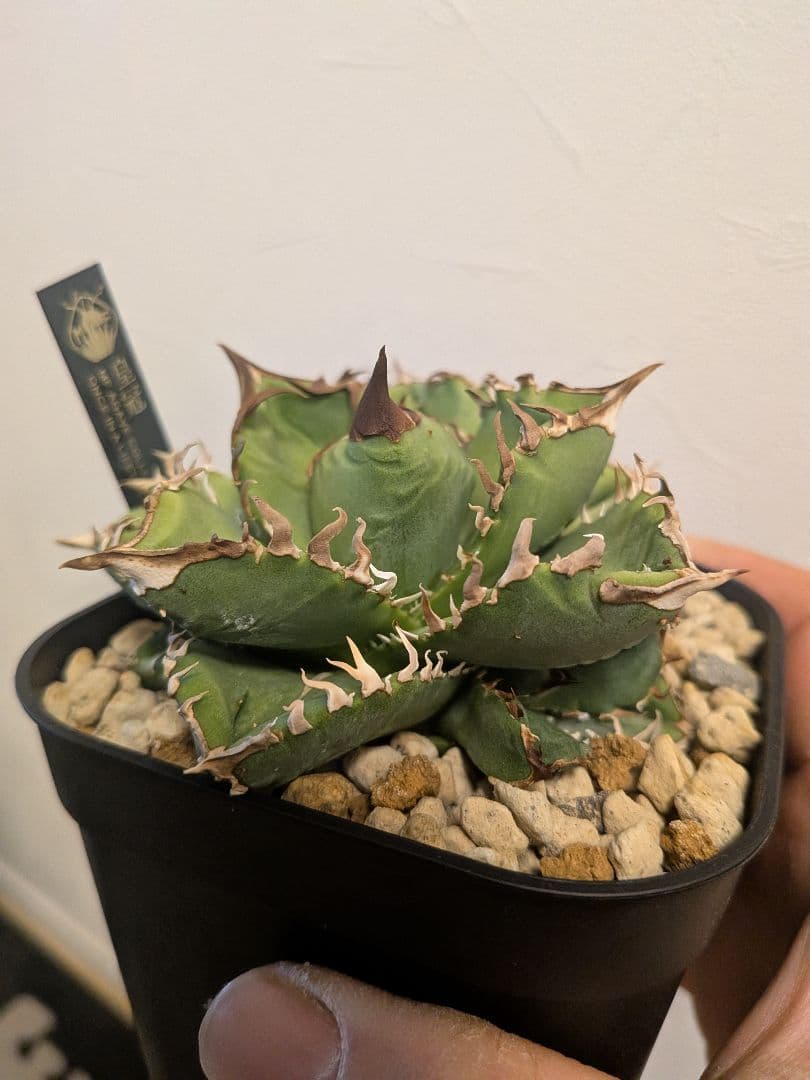 アガベ　皇冠　MFさんのやつです！　子株３つ付きです！