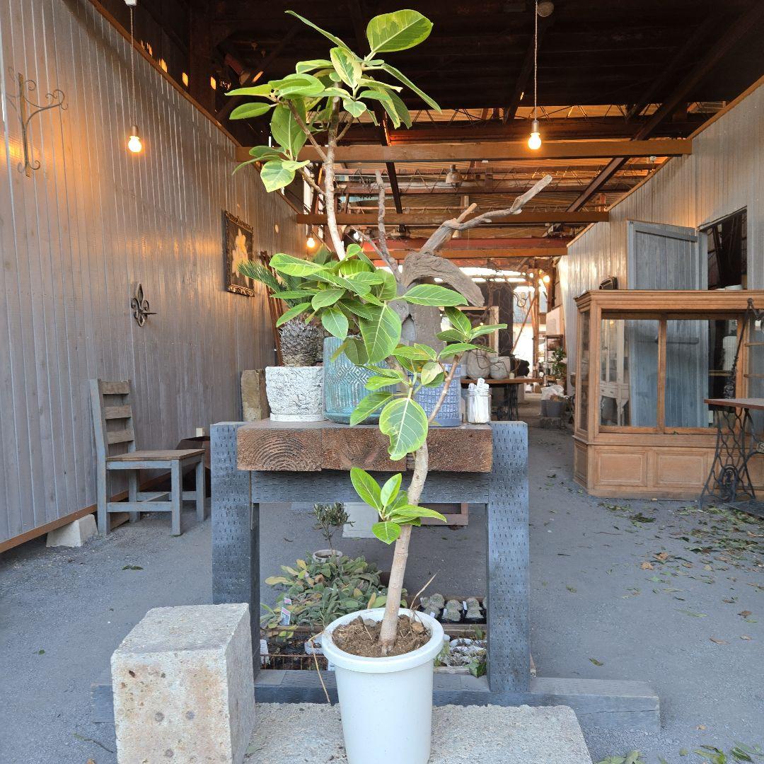 ⑥　フィカス　アルテシマ　曲がり仕立て８号　特大苗木最高等級極上品‼️