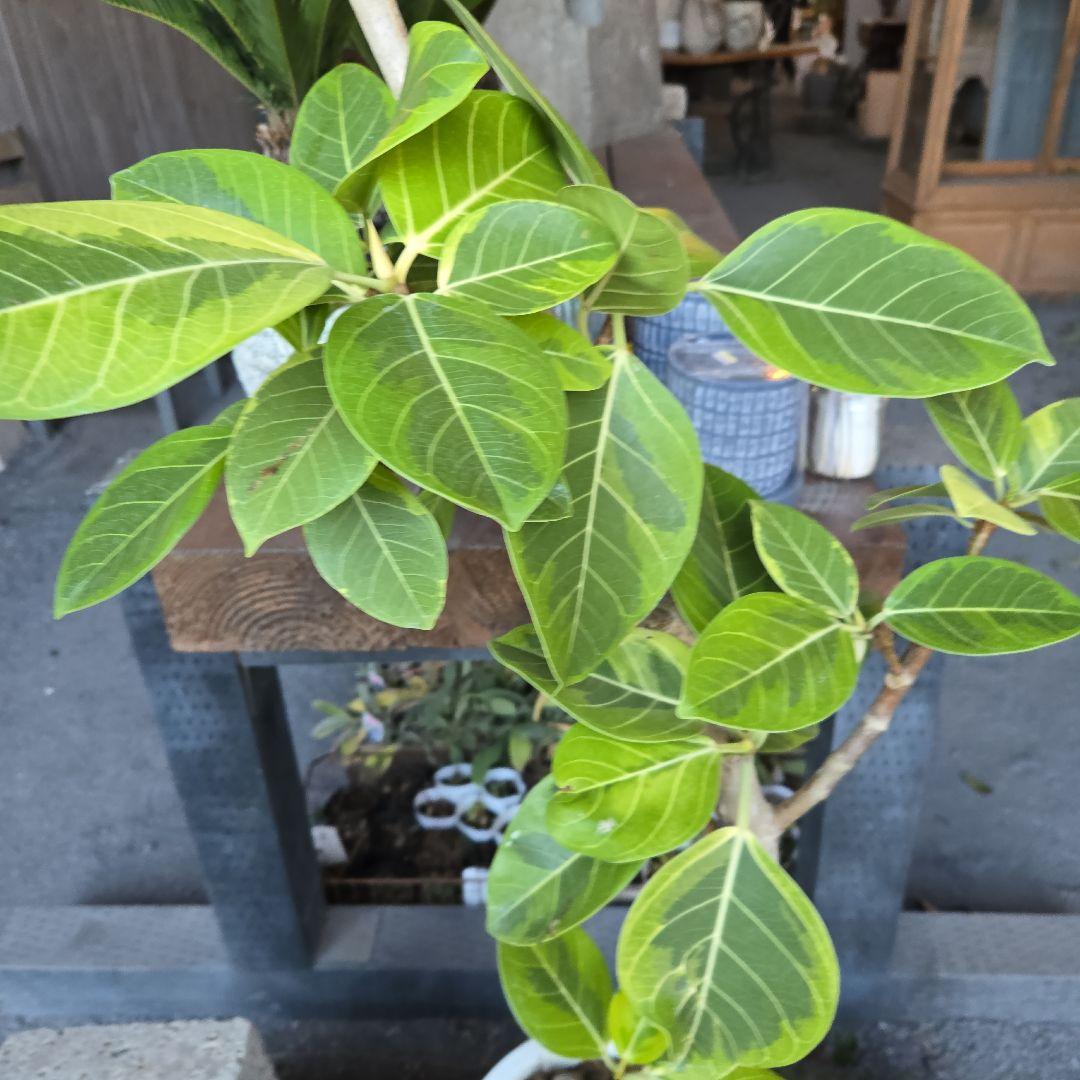 ⑥　フィカス　アルテシマ　曲がり仕立て８号　特大苗木最高等級極上品‼️