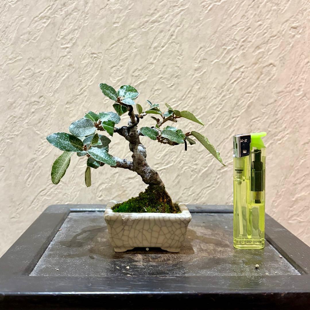 樹高7.5㎝　寒グミ　豆盆栽　ミニ盆栽　青香鉢　真柏　黒松　五葉松　梅　桜