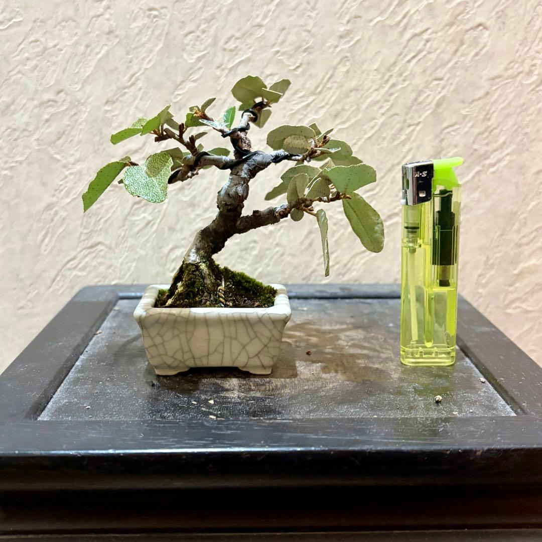 樹高7.5㎝　寒グミ　豆盆栽　ミニ盆栽　青香鉢　真柏　黒松　五葉松　梅　桜
