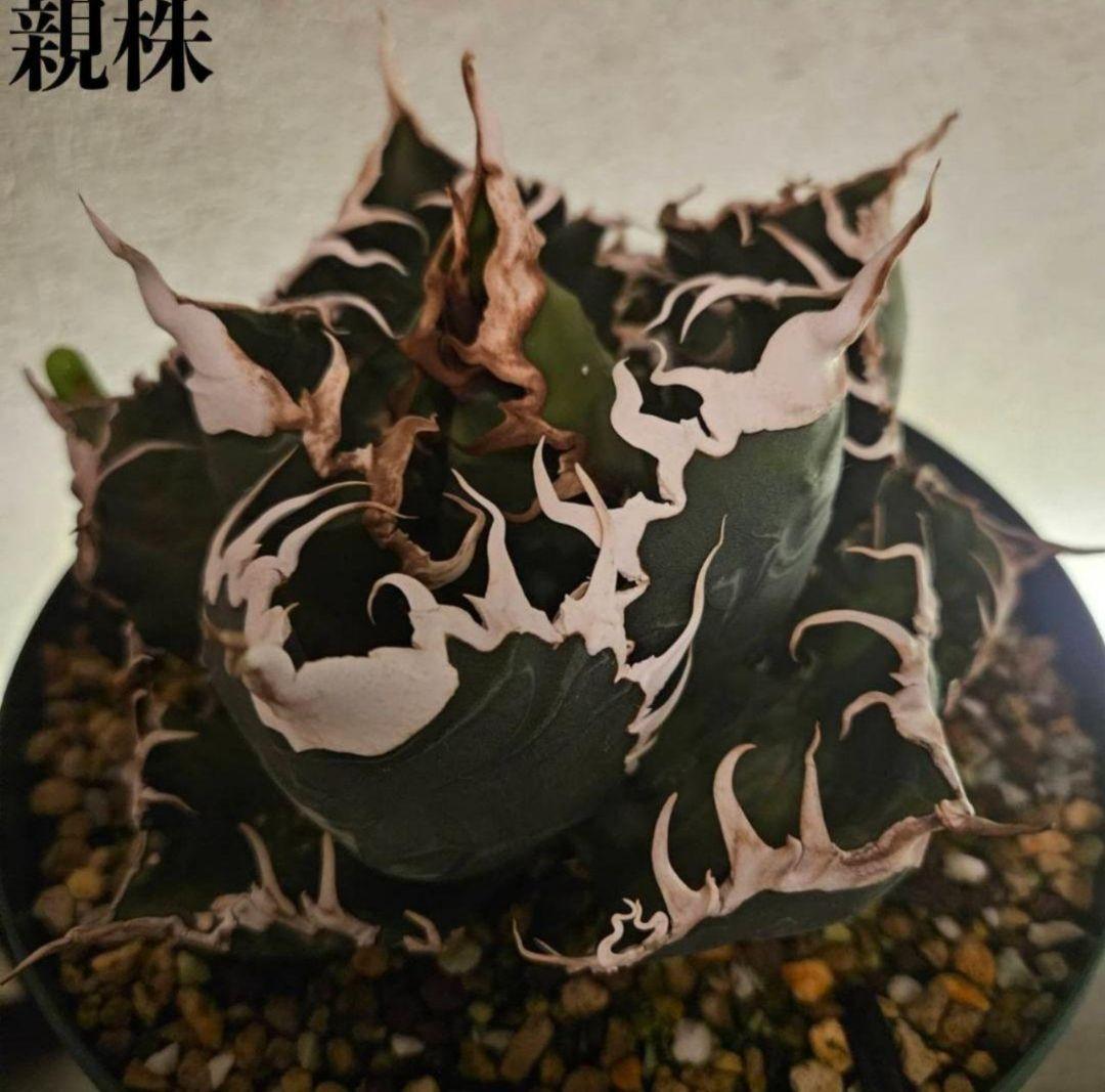 【良型】アガベ　スーパーチタノタ　バケモノ　悪魔くん