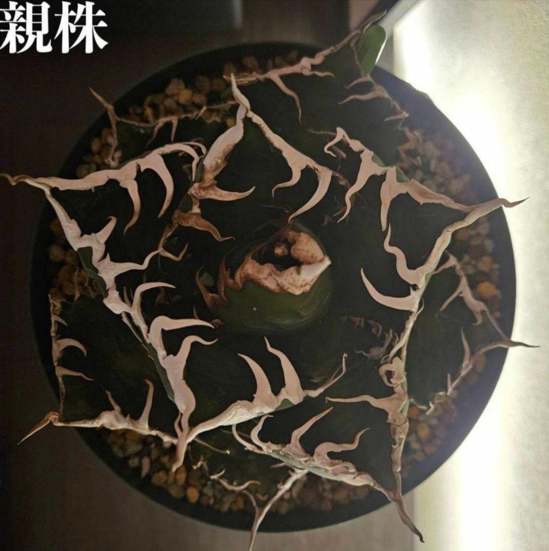 【良型】アガベ　スーパーチタノタ　バケモノ　悪魔くん