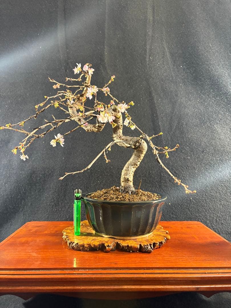 貴風盆栽、十月桜、斜幹模様木 やや傷や汚れあり
