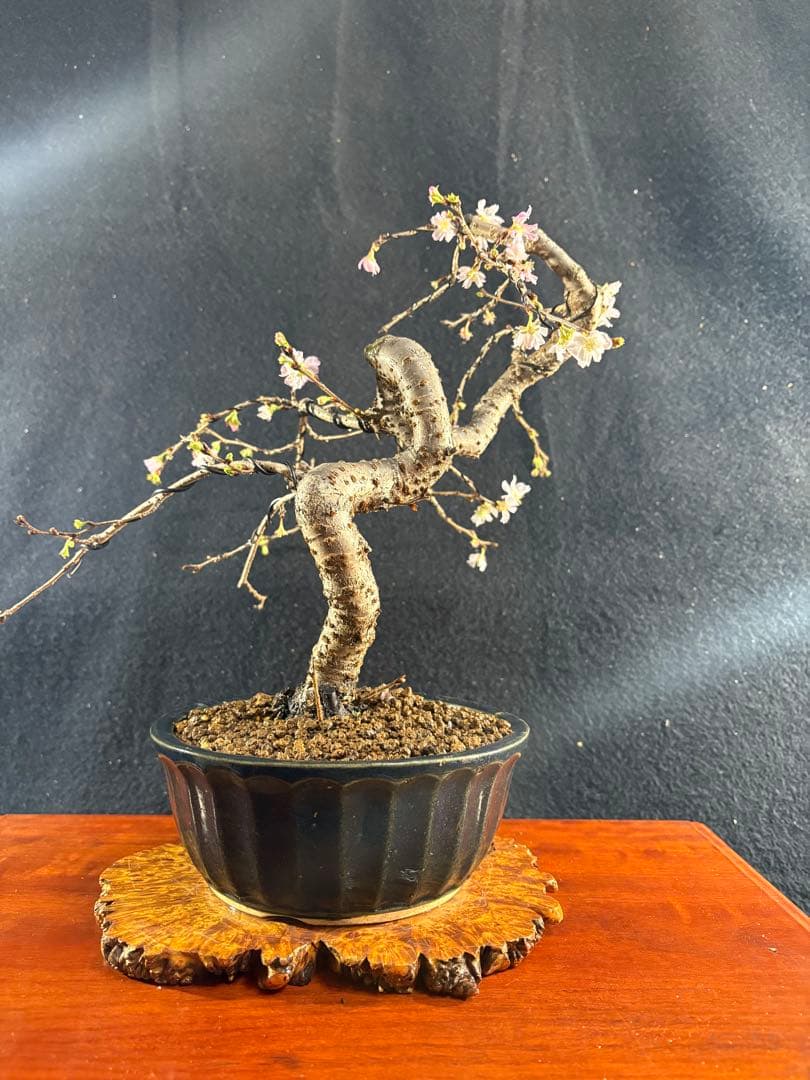 貴風盆栽、十月桜、斜幹模様木 やや傷や汚れあり